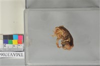 藏品(紅嘴黑鵯)的圖片